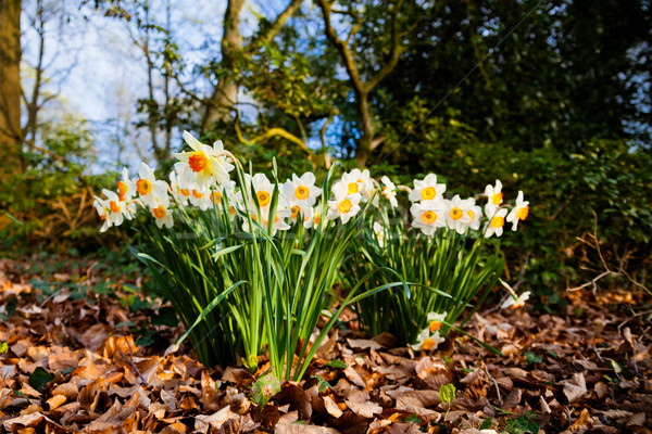 Fleurs fleur herbe nature jardin beauté [[stock_photo]] © EwaStudio