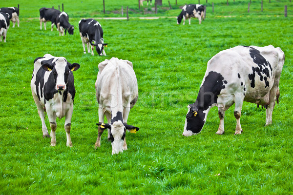 Vacas prado grama verde fazenda carne Foto stock © EwaStudio