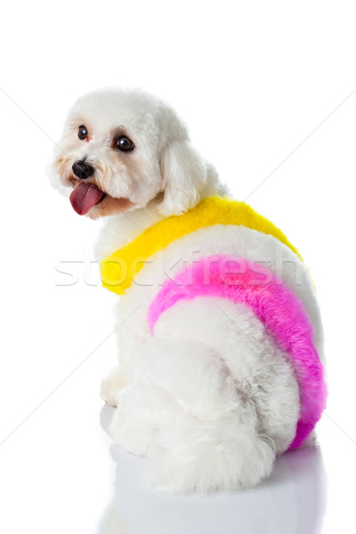 愛らしい 犬 白 髪 塗料 画家 ストックフォト © EwaStudio