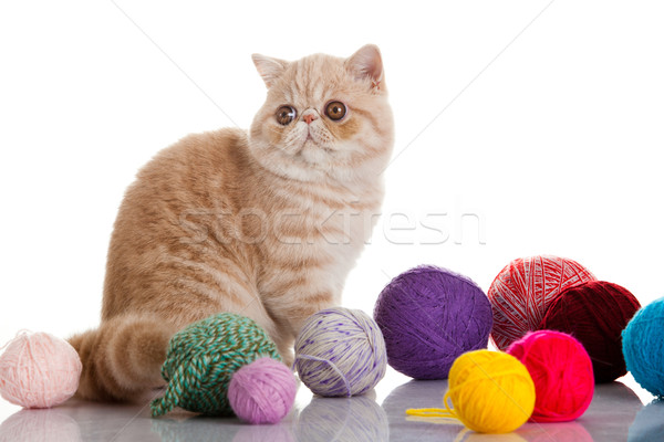 Exotic shorthair pisică tineri studio Imagine de stoc © EwaStudio