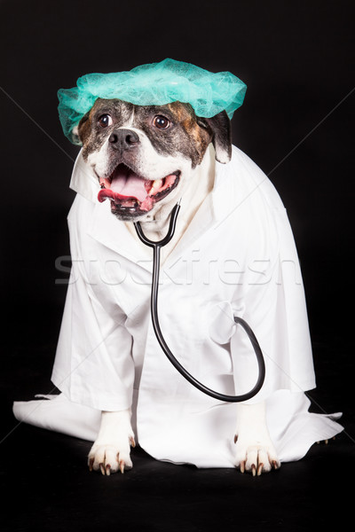 Сток-фото: Американский · бульдог · собака · врач · пальто · стетоскоп