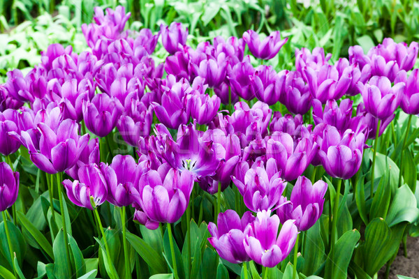 Colorido tulipas belo flores da primavera primavera paisagem Foto stock © EwaStudio