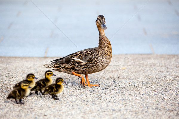 Family of ducks Stock photo © EwaStudio