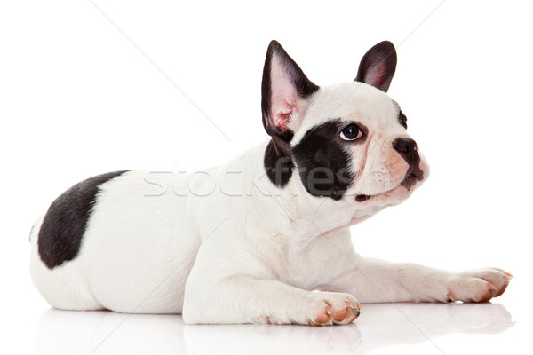 French bulldog puppy.  Stock photo © EwaStudio