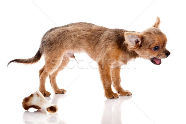 Miesiąc starych psa odizolowany biały kości dla psa Zdjęcia stock © EwaStudio