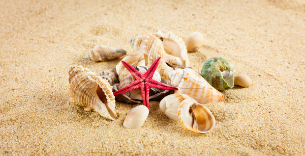 pearl on the seashell . The exotic sea shell . Treasure from the Stock photo © EwaStudio