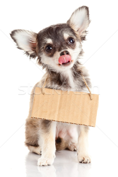 Chihuahua puppie  with empty cardboard.  Dog holding a homeless Stock photo © EwaStudio