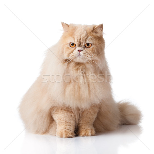 Gato persa isolado branco retrato gato laranja Foto stock © EwaStudio