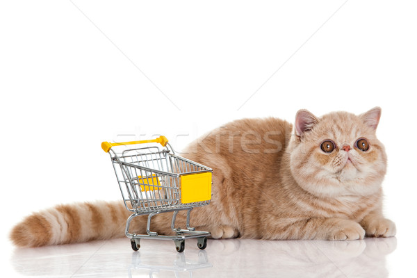 Exotic shorthair cat. cat with shopping cart isolated on white Stock photo © EwaStudio