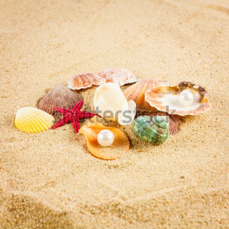 pearl on the seashell . The exotic sea shell . Treasure from the Stock photo © EwaStudio