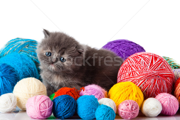 Pequeño gatito blanco fondo funny jóvenes Foto stock © EwaStudio