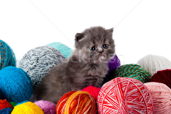 Pequeño gatito blanco fondo funny jóvenes Foto stock © EwaStudio