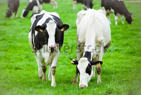 cows on meadow Stock photo © EwaStudio