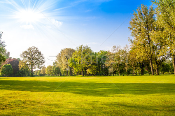 green field and trees.  Summer landscape with green gras Stock photo © EwaStudio