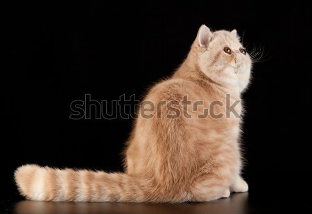 Exotic shorthair cat.  Exotic domestic cat on black background.  Stock photo © EwaStudio