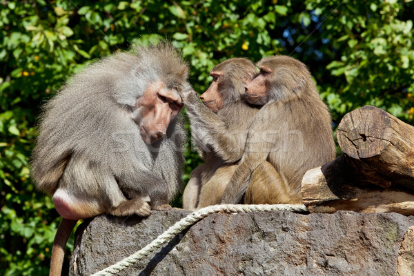 monkey family.  Stock photo © EwaStudio