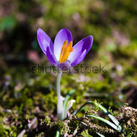 Crocus Pâques herbe nature lumière feuille [[stock_photo]] © EwaStudio