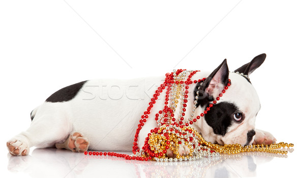 Adorable  French Bulldog  wearing  jewelery on white background. Stock photo © EwaStudio