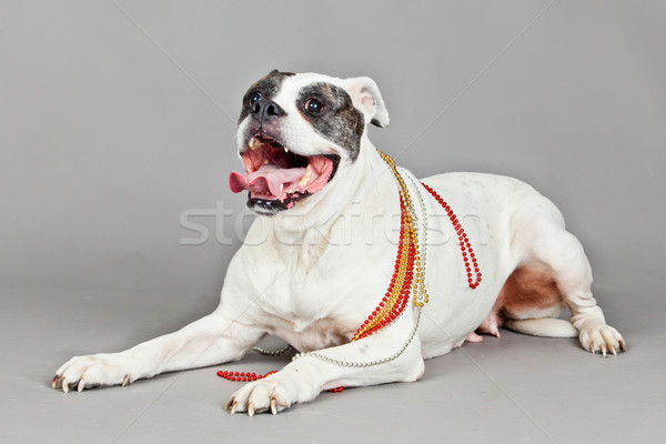 Amerikai bulldog portré szürke kutya háttér fiatal Stock fotó © EwaStudio