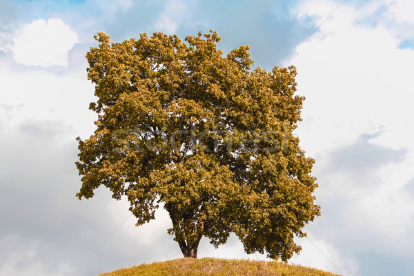 Single  tree in the autumn Stock photo © EwaStudio