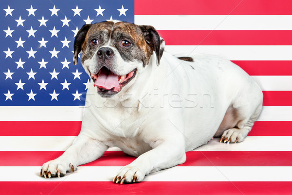 American bulldog bandiera natura foglie star bandiera americana Foto d'archivio © EwaStudio