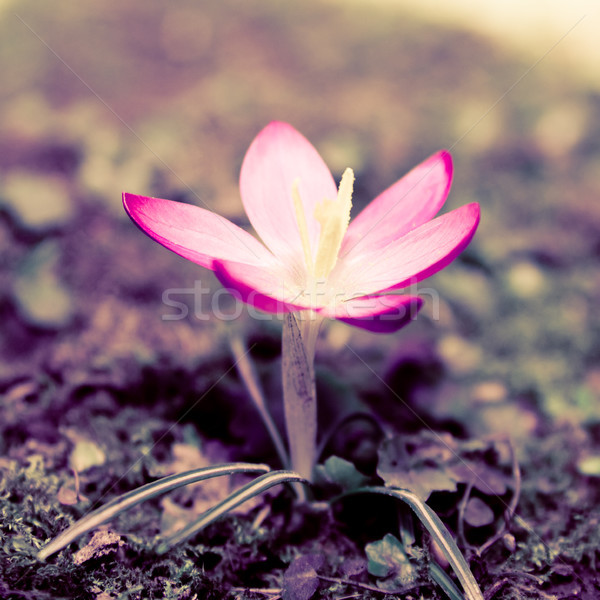 Crocus Pâques herbe nature lumière feuille [[stock_photo]] © EwaStudio