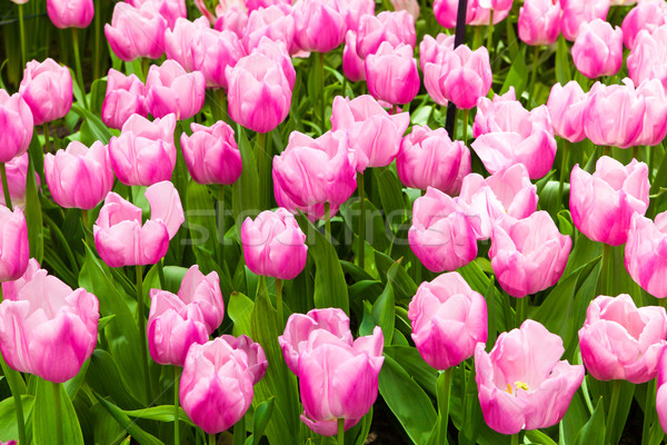 Colorato tulipani bella fiori di primavera primavera panorama Foto d'archivio © EwaStudio