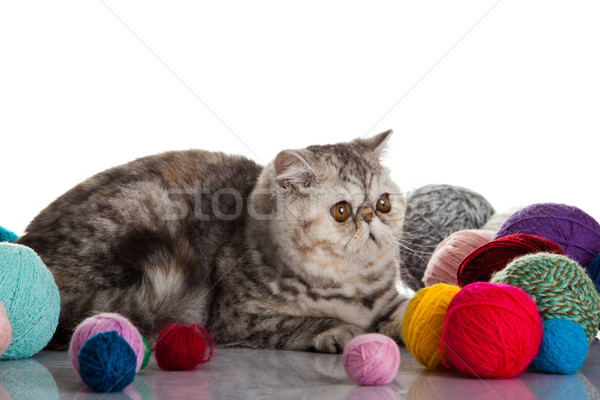 异国情调 · 短毛 ·猫· 年轻 · 工作室 / exotic shorthair cat