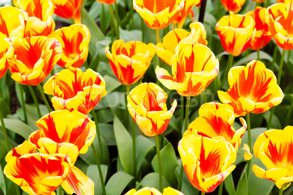 Сток-фото: красочный · тюльпаны · красивой · весенние · цветы · весны · пейзаж