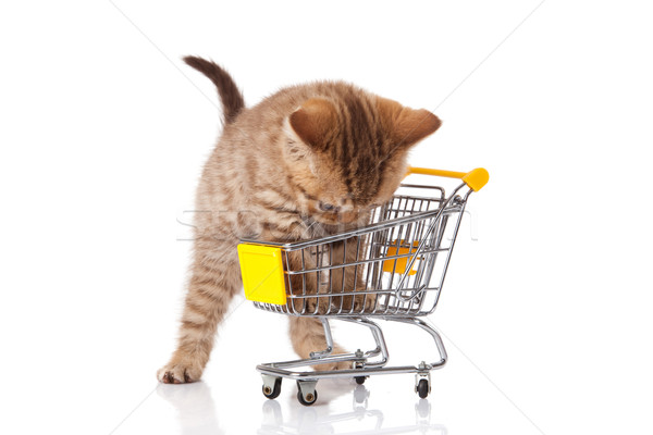 british cat with shopping cart isolated on white. kitten osolate Stock photo © EwaStudio
