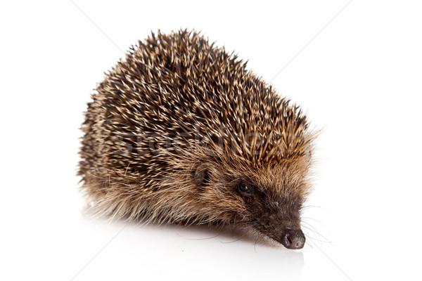 hedgehog isolated. Stock photo © EwaStudio