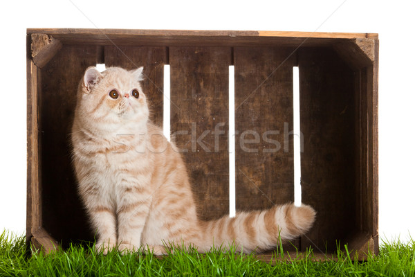 Exotic shorthair pisică frumos cutie lemn Imagine de stoc © EwaStudio