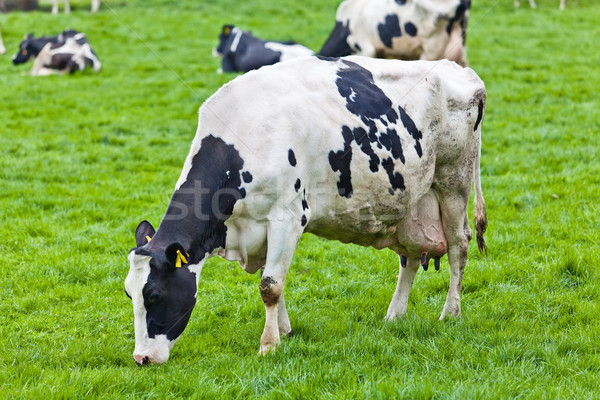 Kühe grünen Wiese Wald Bereich Bauernhof Stock foto © EwaStudio