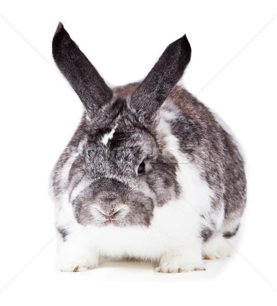 可愛的 兔 孤立 白 法國人 復活節 商業照片 © EwaStudio