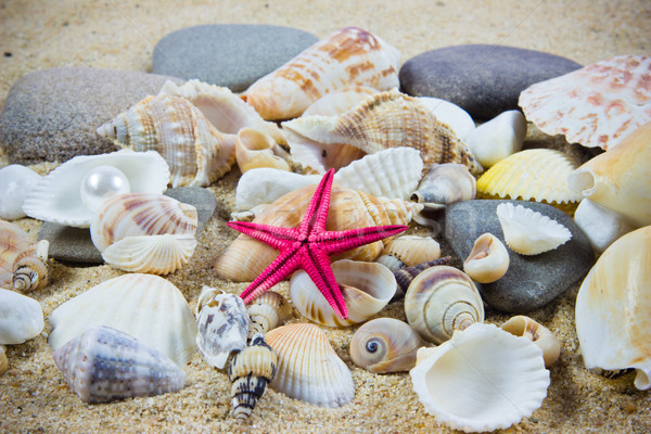 The exotic sea shell . treasure from the sea. Stock photo © EwaStudio