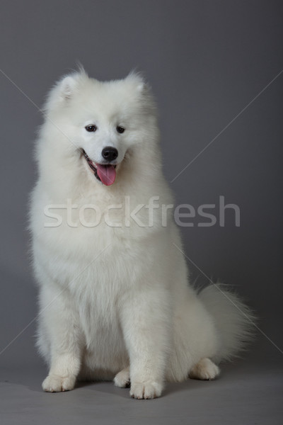 Psa piękna zwierząt biały zwierząt piękna Zdjęcia stock © EwaStudio