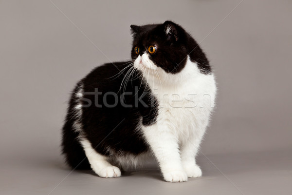 Stock photo: Exotic shorthair cat.  persian cat on grey background 