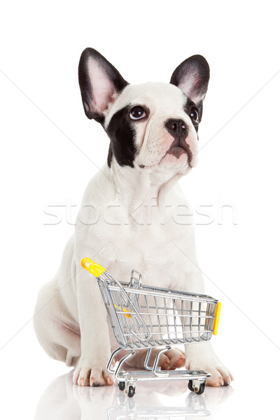 [[stock_photo]]: Français · bulldog · panier · isolé · blanche · drôle