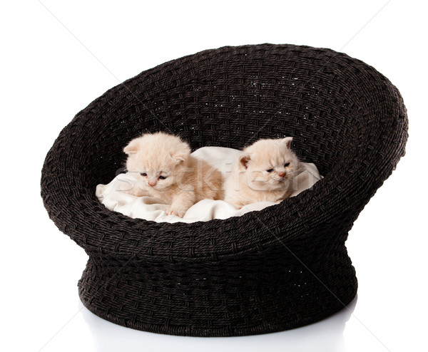 kittens sleeping in the basket Stock photo © EwaStudio