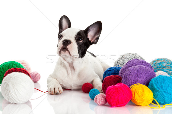 French Bulldog  puppy with a wool balls isolated on white backgr Stock photo © EwaStudio