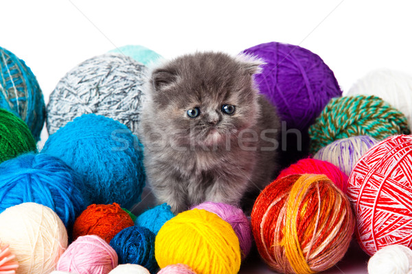 Pequeño gatito blanco fondo funny jóvenes Foto stock © EwaStudio