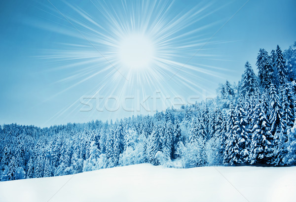 Trees covered with hoarfrost. Beautiful winter landscape with sn Stock photo © EwaStudio