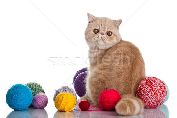 Exotic shorthair pisică tineri studio Imagine de stoc © EwaStudio