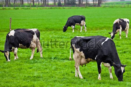 Foto stock: Vacas · verde · prado · floresta · campo · fazenda
