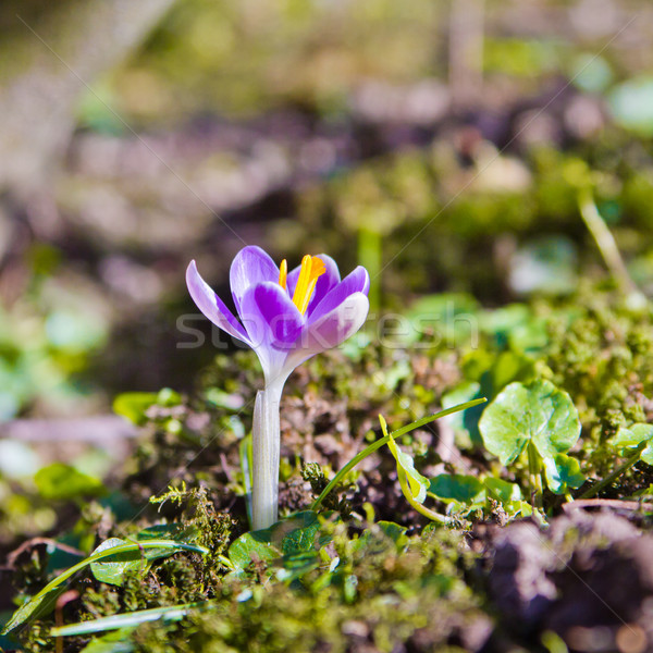 Crocus Pâques herbe nature lumière feuille [[stock_photo]] © EwaStudio