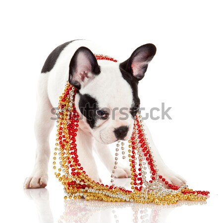 Adorable  French Bulldog  wearing  jewelery on white background. Stock photo © EwaStudio