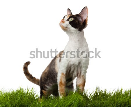 Foto stock: Gato · hierba · blanco · jardín · campo · relajarse