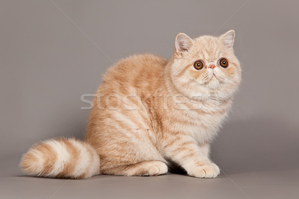 Foto stock: Exótico · shorthair · gato · gato · persa · cinza · olhos