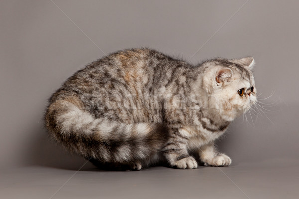 Exotic shorthair pisică gri ochi Imagine de stoc © EwaStudio