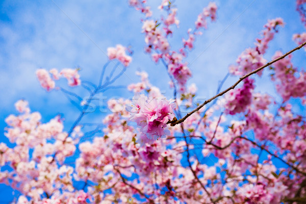 Sakura bloemen mooie roze kersenbloesem Stockfoto © EwaStudio